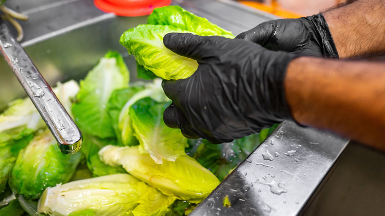 Washing romaine lettuce