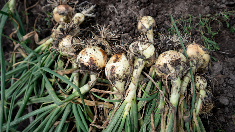 A bunch of onions in the field.