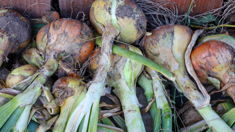 Onions laid out for drying and storage.