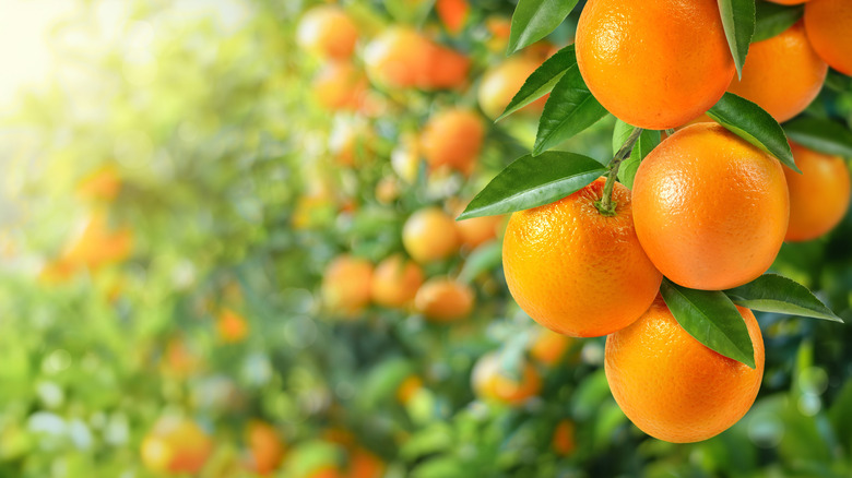 An orange orchard with fruit-bearing trees.
