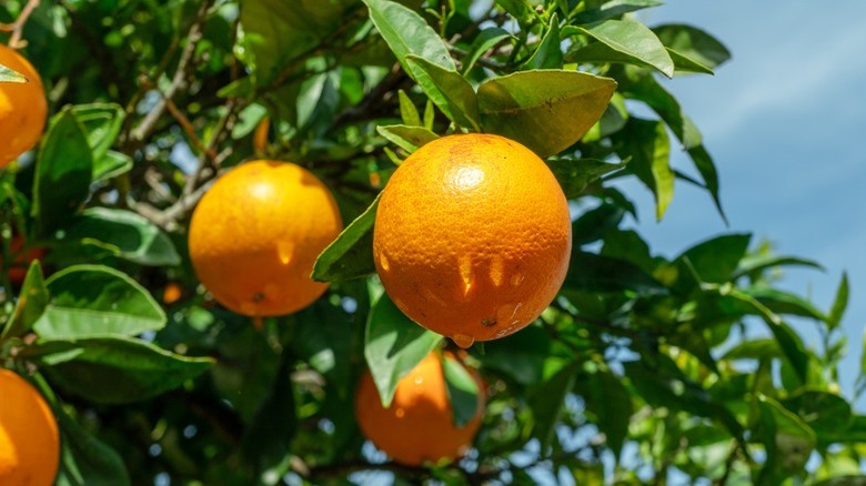 Orange hanging from orange tree on sunny day