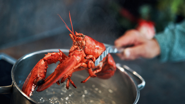 Person using tongs to hold up a lobster above a pot of boiling water