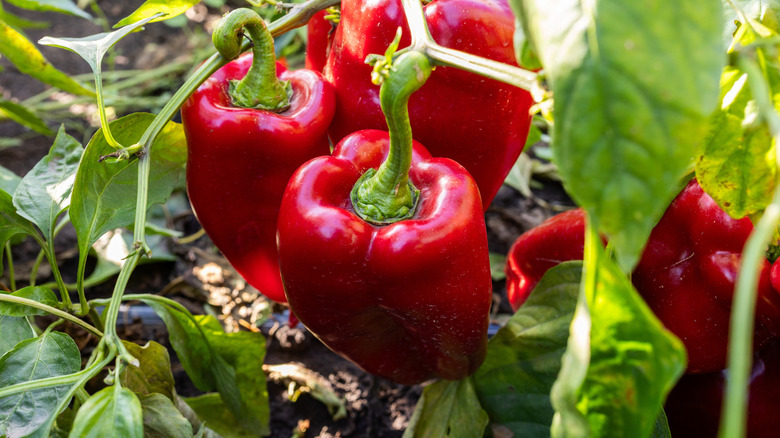 Red bell peppers grow on the vine.