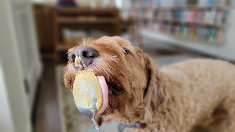 dog licking peanut butter spoon