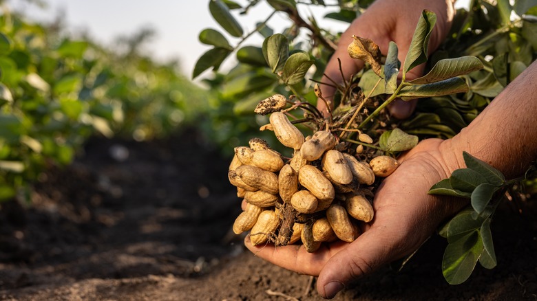 Hands hold a bundle of peanuts
