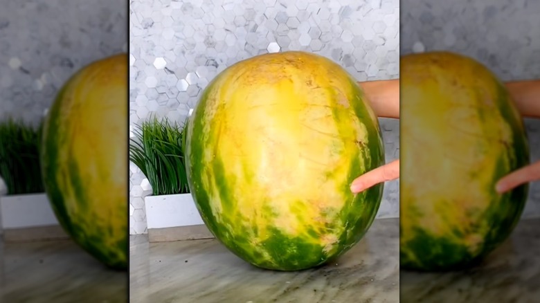 Round watermelon with a big yellow spot
