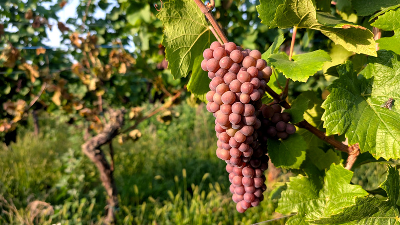 Close up of pinot gris grape on the vine.
