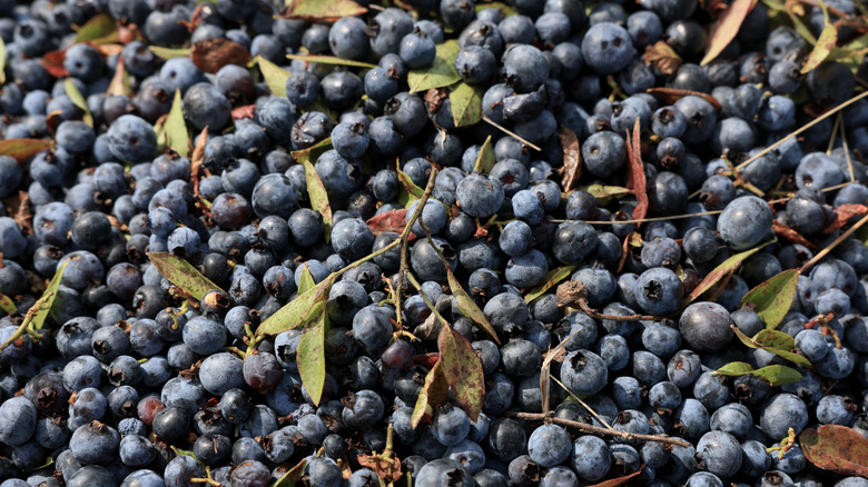 blueberries