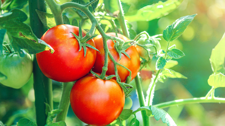 tomatoes growing on a vine in the sun
