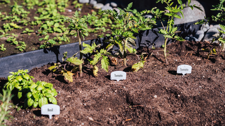 Basil plants growing in garden next to tomato plants