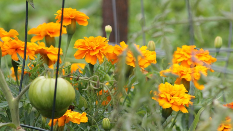 Garden of yellow marigolds growing next to a ripe tomato