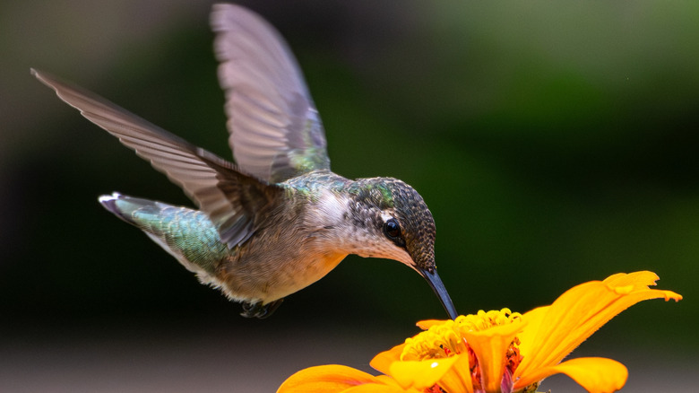 A beautiful hummingbird