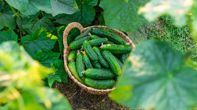 Cucumbers sit in a basket in a garden