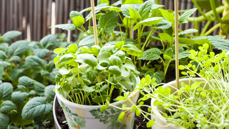 herbs growing in ceramic containers outdoors