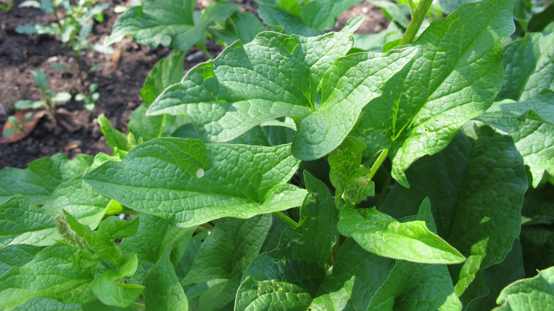 Close up of the plant, Good King Henry.