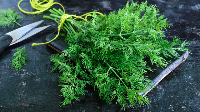 Fresh dill on slate