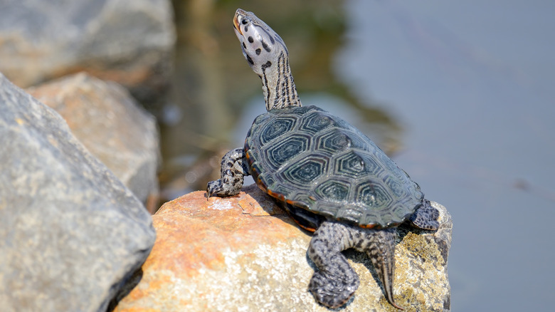Diamondback terrapin turtle standing on a rock