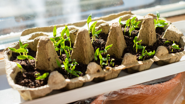 seedlings growing in a cardboard egg carton