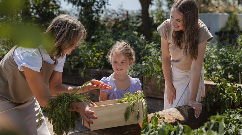 A family working together in a vegetable garden.