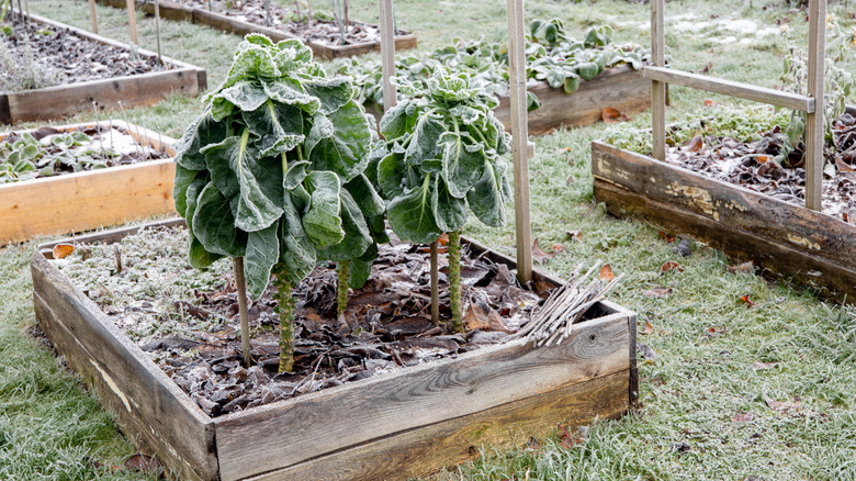 Frost on the leaves of plants in a raised garden bed.