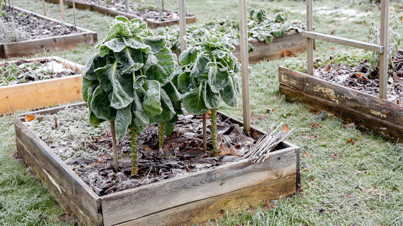 Is There Any Way To Protect Your Vegetable Garden From A Sudden Overnight Freeze? - Chowhound