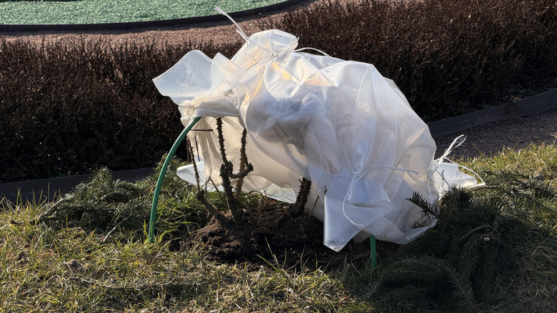 A garden shrub covered with fabric to prevent freezing damage.