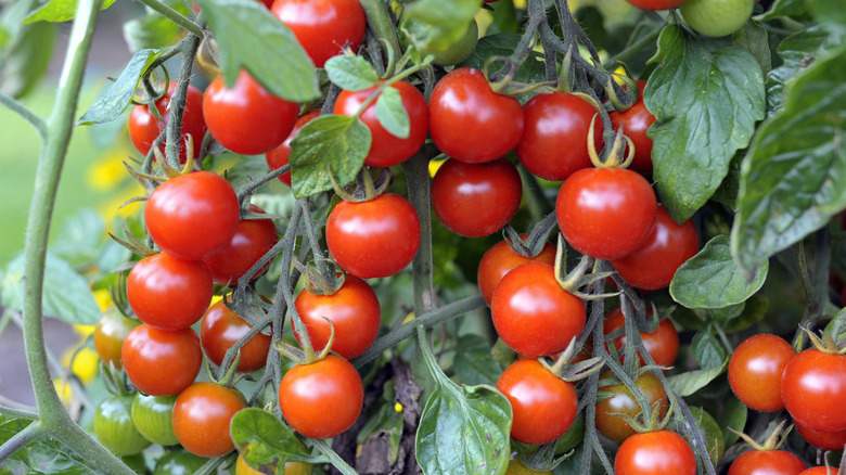 Tomatoes on a vine outdoors.