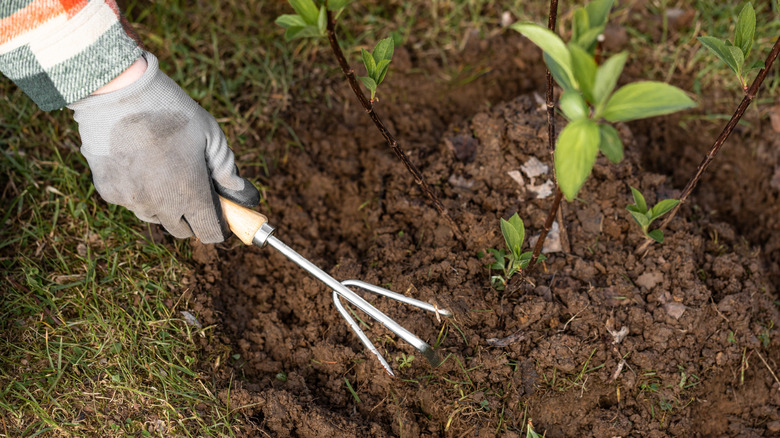 A hand works the soil with a small hand fork.
