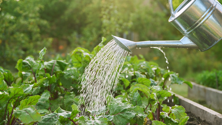 A watering can tilts forward, sending a stream of water onto plants.