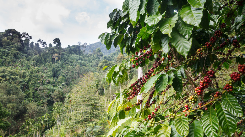 coffee farm plants