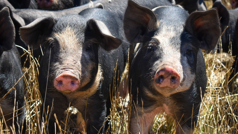 Berkshire pigs standing in a field