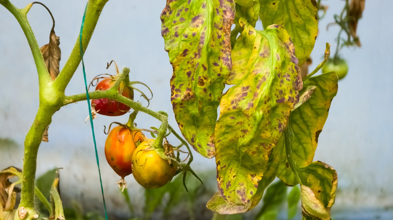 A dying tomato plant with leaves that are slowly turning yellow and have dark spots.