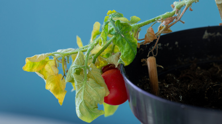 A tomato plant with yellowing leaves and visible pests on its foliage.