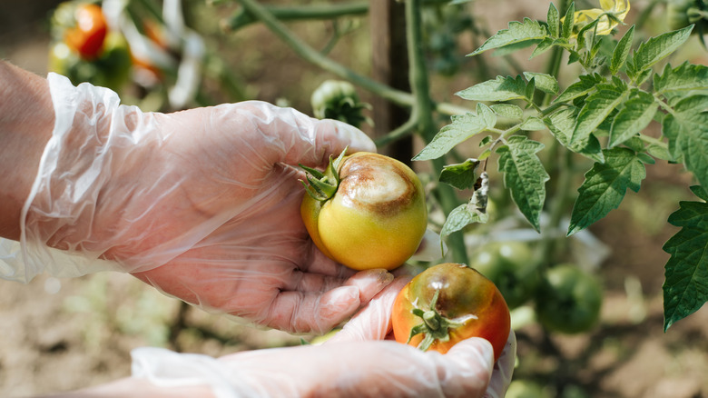 A hand wearing plastic gloves holding two tomatoes as if inspecting them.