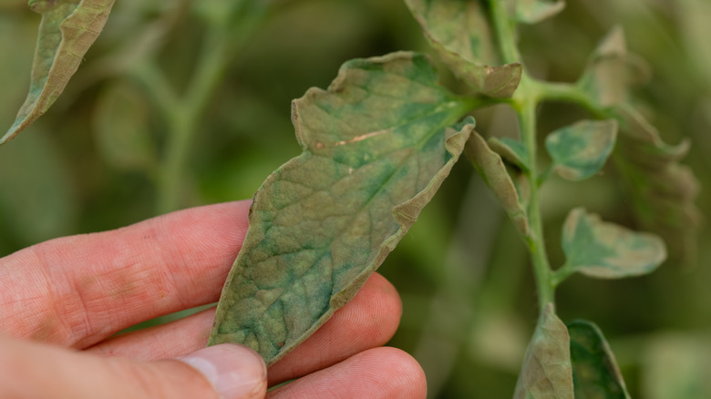 A hand inspecting a leaf of a tomato plant that's curling at the edges.