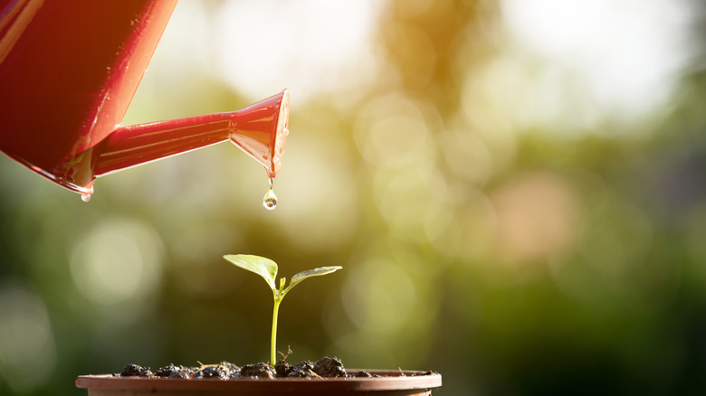 A watering can pouring a droplet onto a seedling.