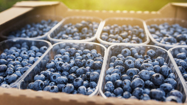 Baskets of blueberries