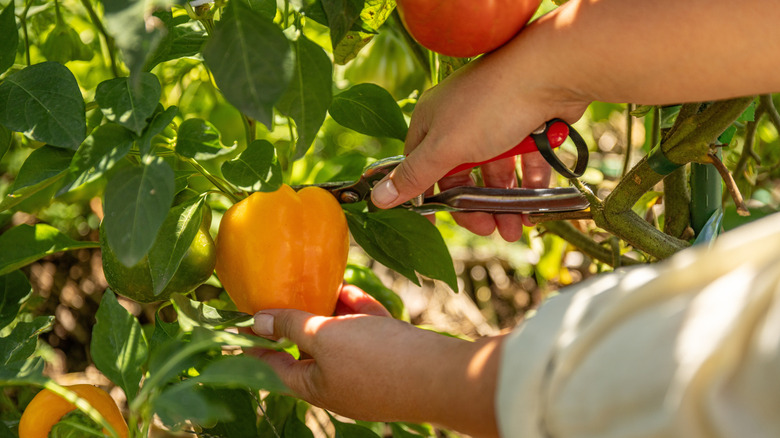 harvesting a yellow bell pepper from a plant