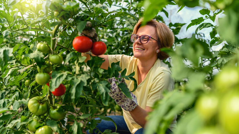 A woman picking ripe tomatoes in a greenhouse.