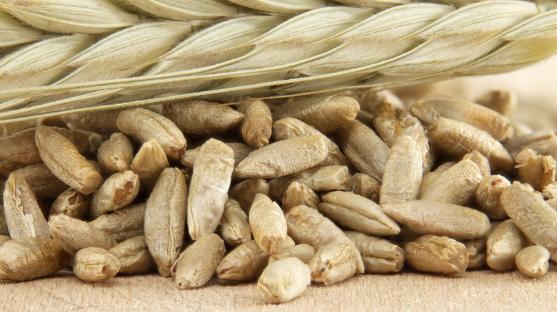 Whole grains of rye