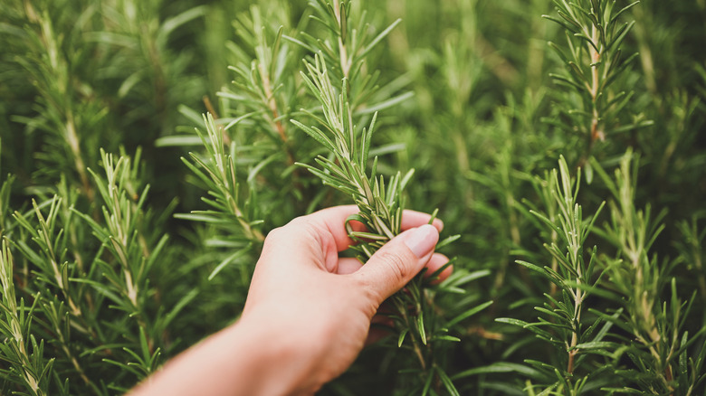 woman picking sprigs of fresh rosemary