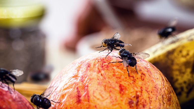 Houseflies on fruits