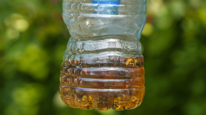 lots of of flies inside a plastic bottle trap