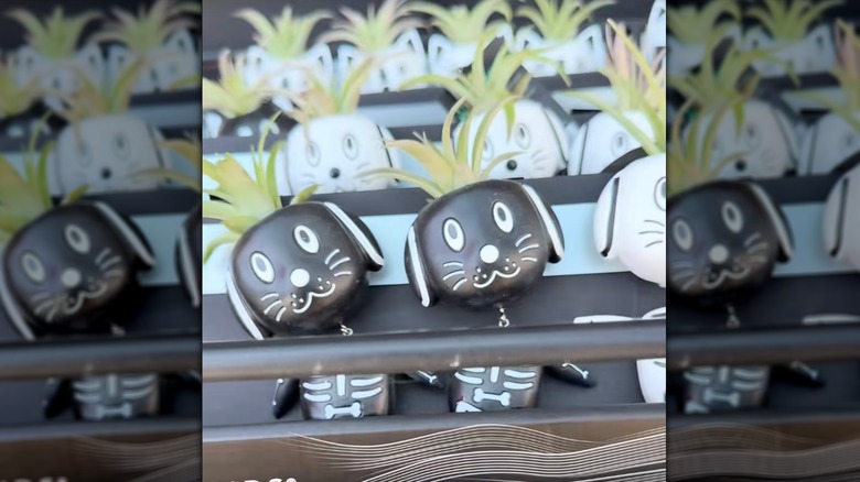 Row of Bow Wow and Meow Tillandsia Planters