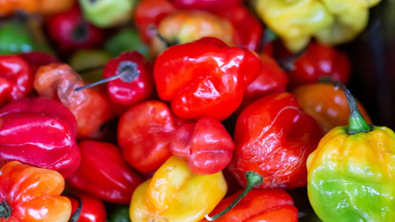 Red, yellow, and green Scotch bonnet peppers in a pile