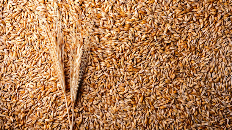 Harvested barley, ready to be used in the whiskey-making process.