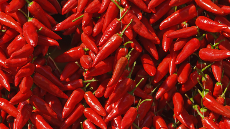 Many Calabrian chilis in closeup.