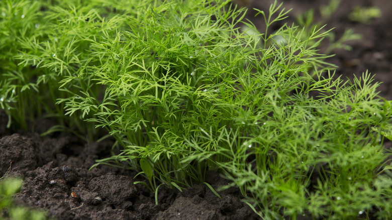 Dill weed in the garden