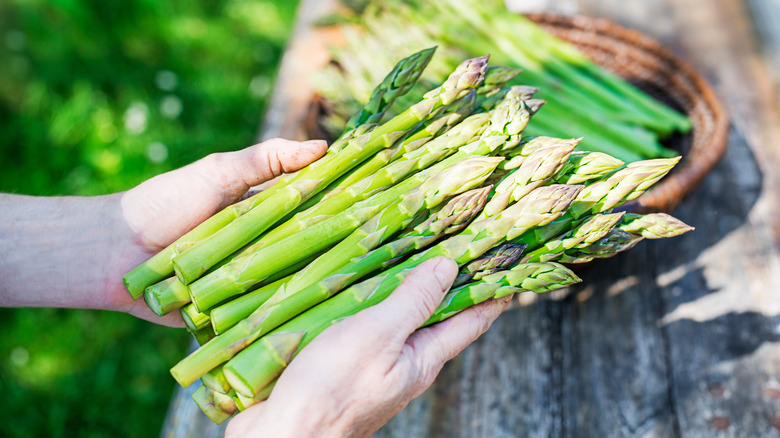 Person holding freshly harvested asparagus.