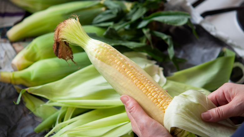 A fresh ear of corn being shucked by hand